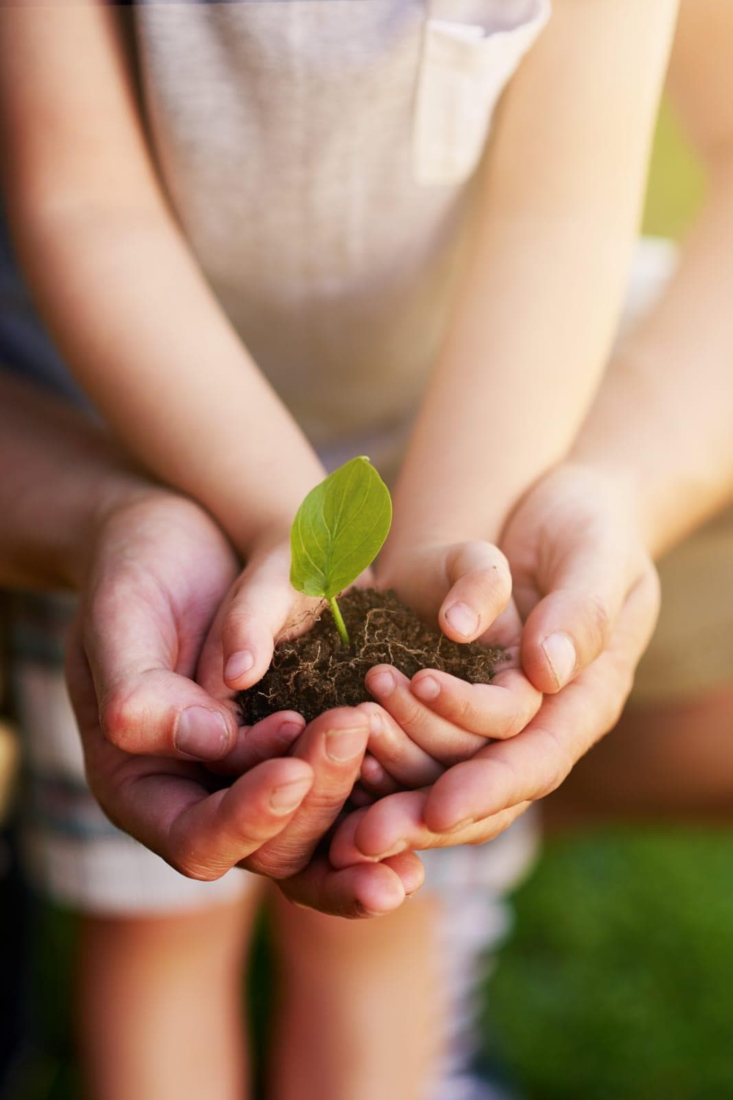 Manos de madre e hijo sosteniendo una planta